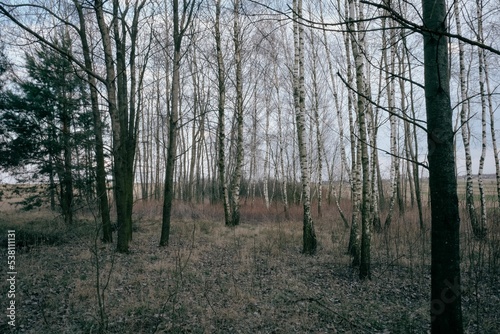 Landscape with a forest with bare trees in autumn