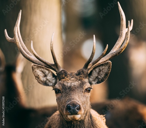 Fotografie Portrait of red deer stag with antlers with blurred background