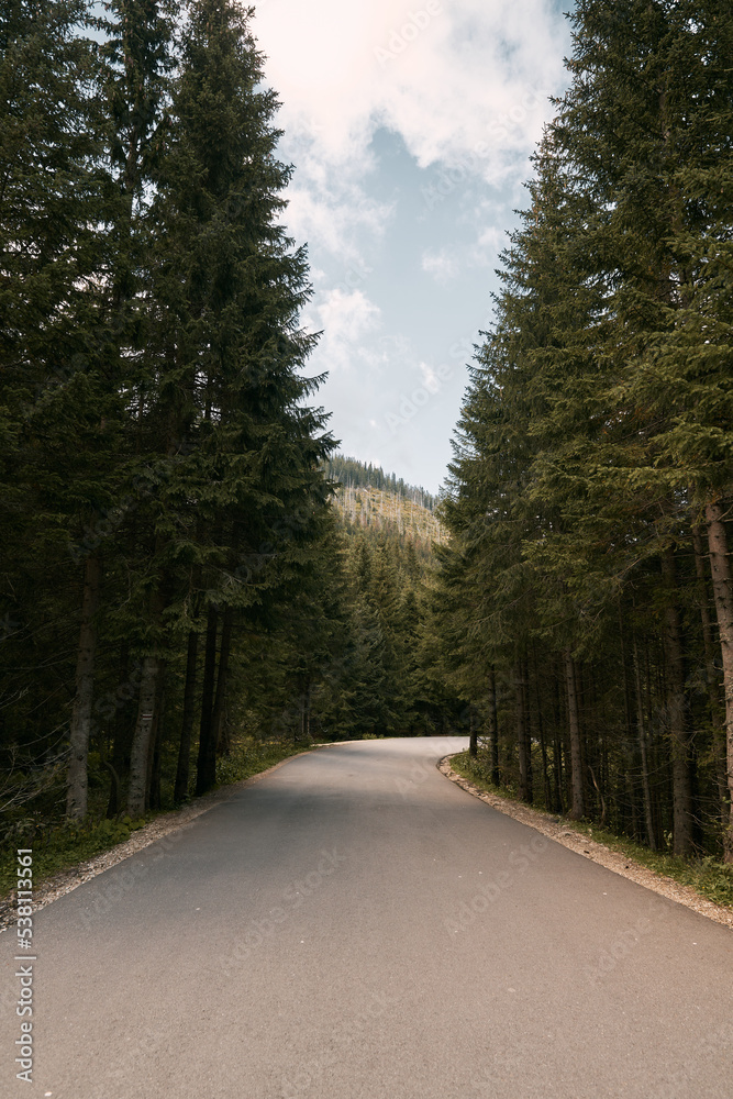 Fototapeta premium Landscape with empty asphalt road through woods in summer. Road in a mountain forest . Beautiful mountain curved roadway, trees with green foliage and overcast sky. Concept of traveling and hiking