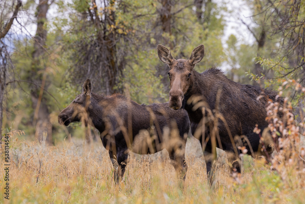 Cow and Calf Moose in Wyoming in Autumn Cow and Calf Moose in Wyoming in Autumn