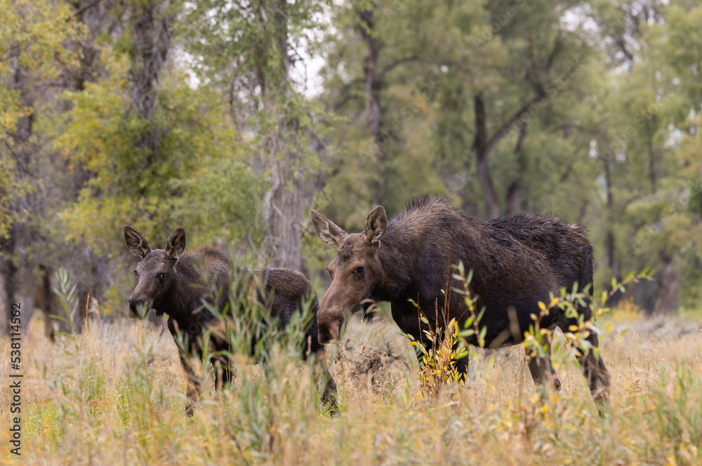 Cow and Calf Moose in Wyoming in Autumn Cow and Calf Moose in Wyoming in Autumn