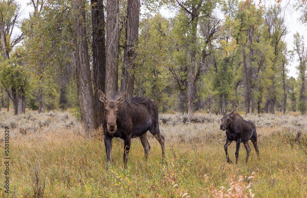Cow and Calf Moose in Wyoming in Autumn Cow and Calf Moose in Wyoming in Autumn