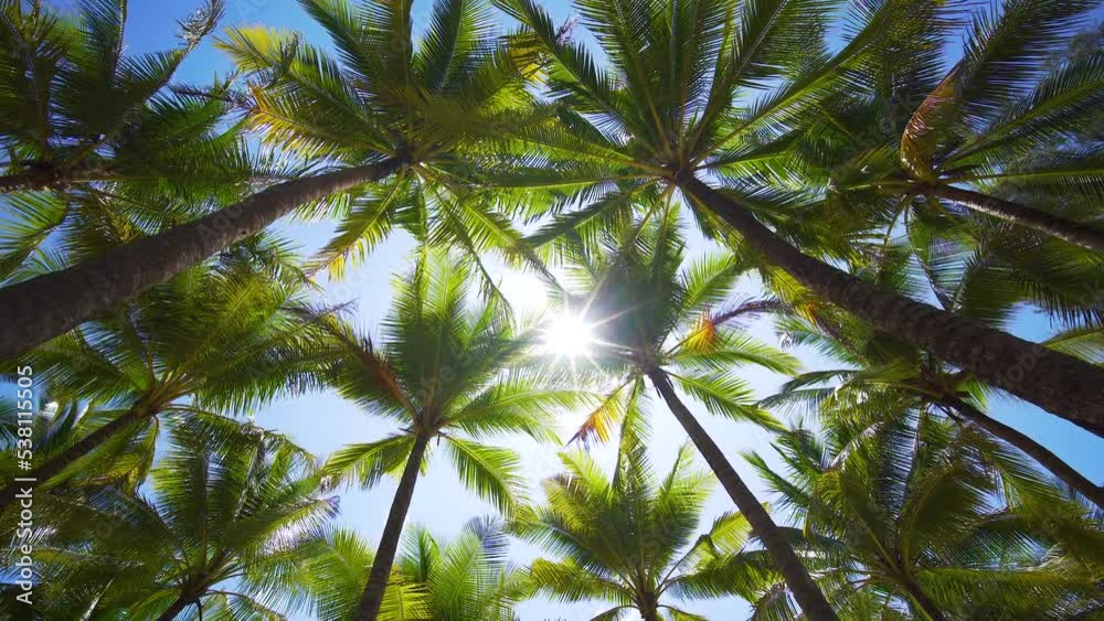 palm trees against blue sky. Low angle view Driving under palm trees.