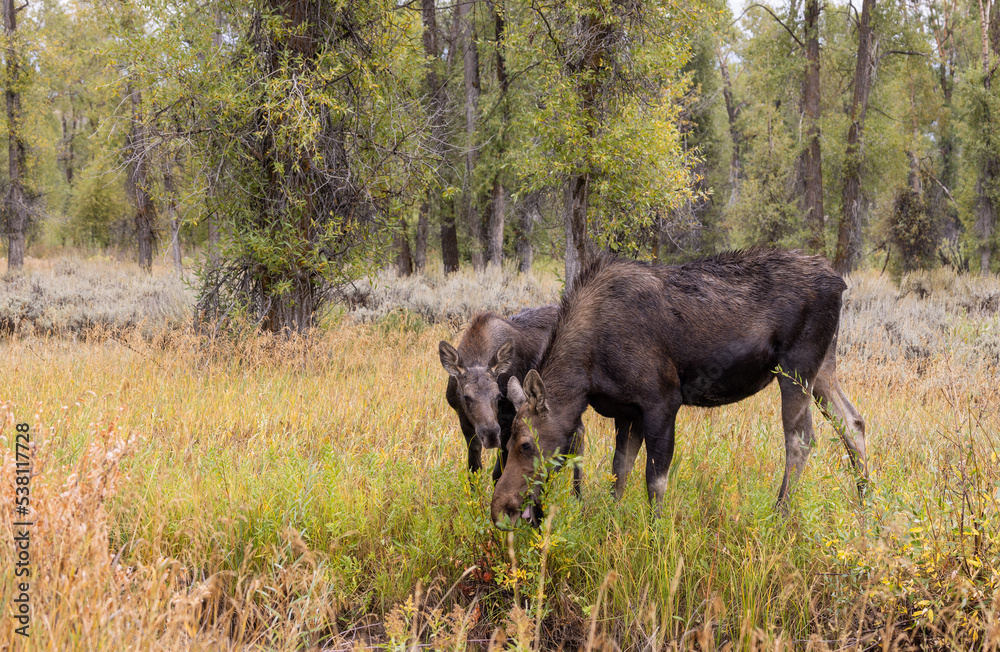 Cow and Calf Moose in Wyoming in Autumn Cow and Calf Moose in Wyoming in Autumn