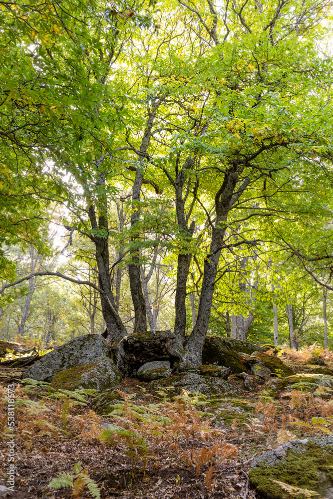 Chestnut forest in the Castanar El Tiemblo. Avila (Spain) Chestnut forest in the Castanar El Tiemblo. Avila (Spain)