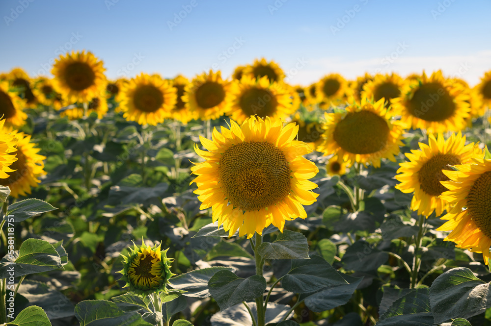 Close up sunflower in the field with blue sky.