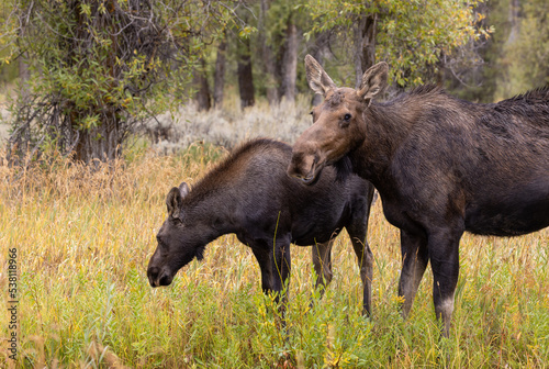 Cow and Calf Moose in Wyoming in Autumn © natureguy