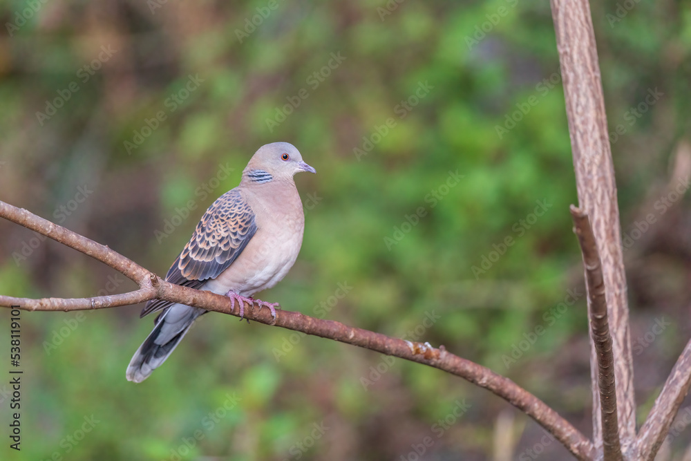 Oriental turtle dove or rufous turtle dove (Streptopelia orientalis) at Sattal, Uttarakhand, India. Oriental turtle dove or rufous turtle dove (Streptopelia orientalis) at Sattal, Uttarakhand, India.