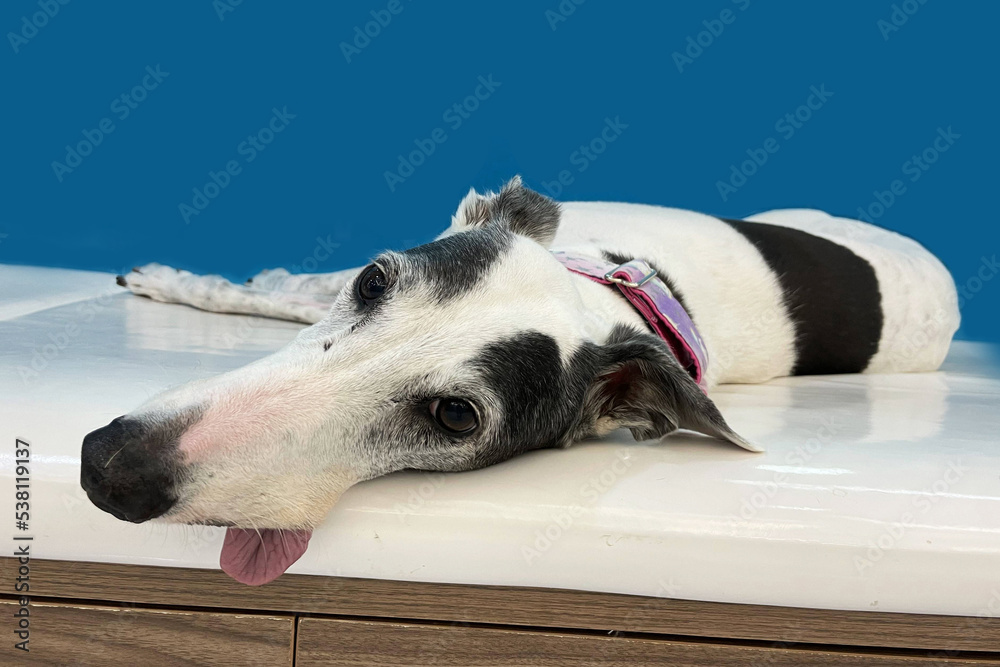 Greyhound dog nose boop. Close up of a Greyhound dog nose, cute dog photo. Pet care animal life quarantine concept Greyhound dog nose boop. Close up of a Greyhound dog nose, cute dog photo. Pet care animal life quarantine concept