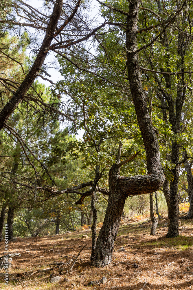 Chestnut forest in the Castanar El Tiemblo. Avila (Spain)