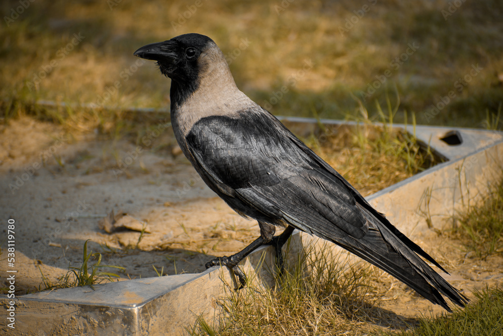 Crow