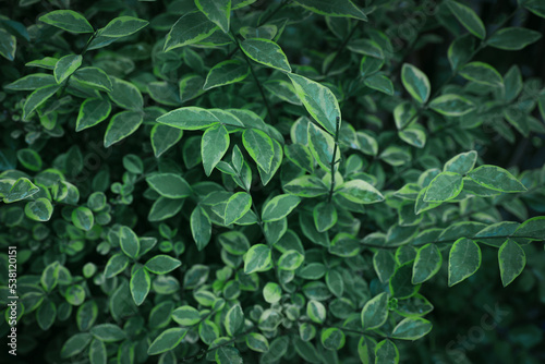 Beautiful tropical plant with green leaves outdoors, closeup