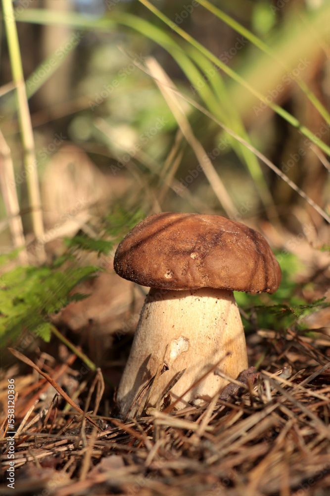 Beautiful porcini mushroom growing in forest on autumn day Beautiful porcini mushroom growing in forest on autumn day