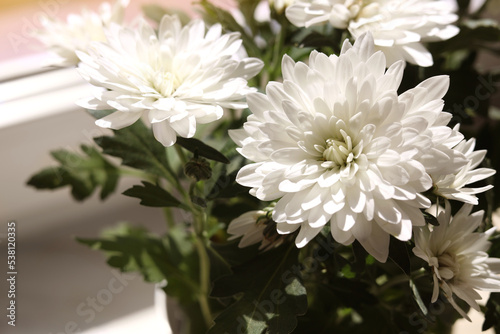 Beautiful chrysanthemum flowers near window indoors  closeup