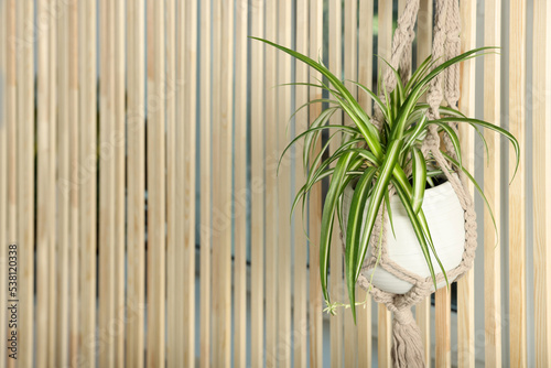 Potted chlorophytum comosum plant hanging on wooden wall, space for text. House decor photo