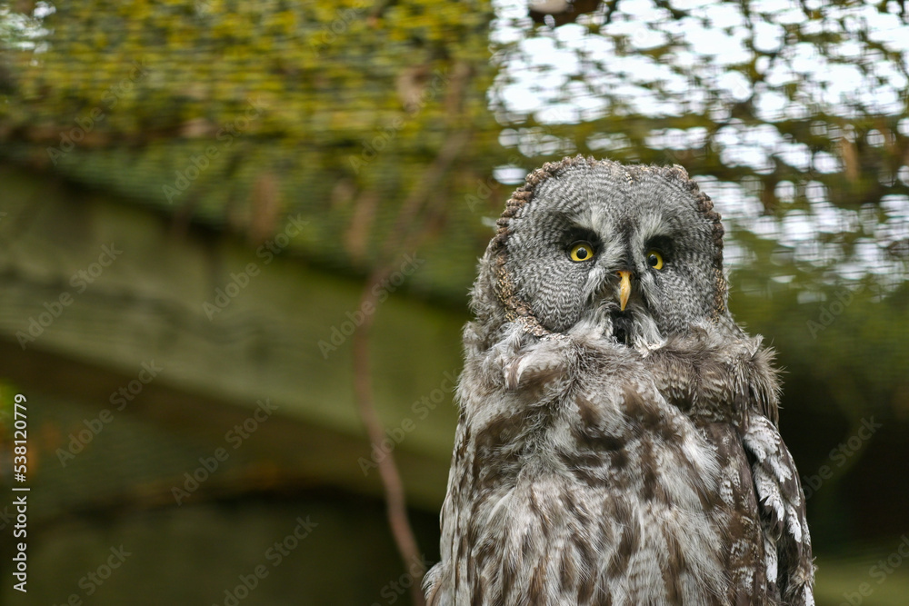 Fototapeta premium Eule Bartkauz (Strix nebulosa) sitzt auf einem Ast im Maus Wildpark Schweinfurt 