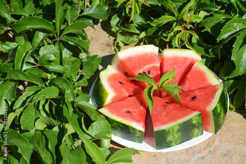 Slices of watermelon on white plate near plant with green leaves outdoors Slices of watermelon on white plate near plant with green leaves outdoors