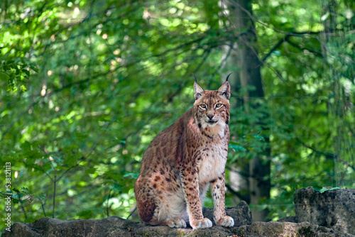 Eurasischer Luchs (Lynx) sitzt auf einem Stein im Wald im Wildpark in Schweinfurt, Franken, Bayern, Deutschland