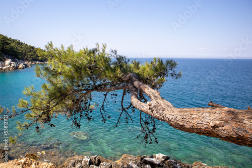 Drzewo nad morzem w grecji