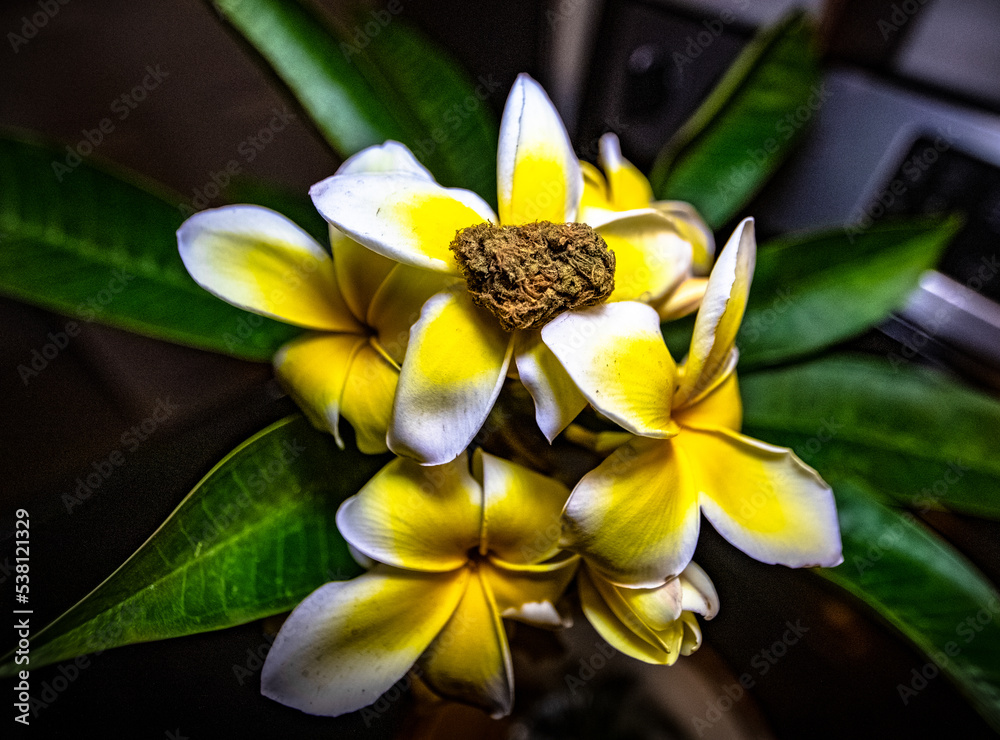 Obraz premium Flower 1