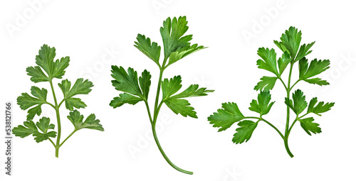 parsley isolated on a white background. The view from top.