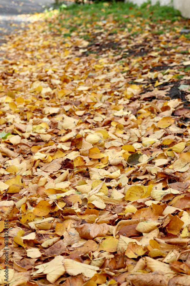 autumn leaves background