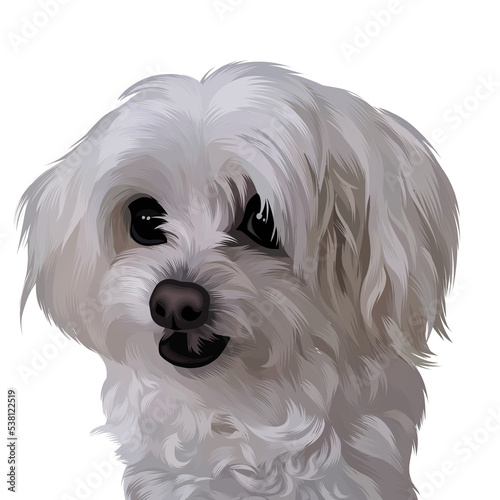 Cute dog photo with transparent background