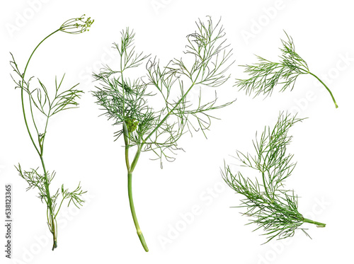 Photo fresh green dill isolated on white background. top view