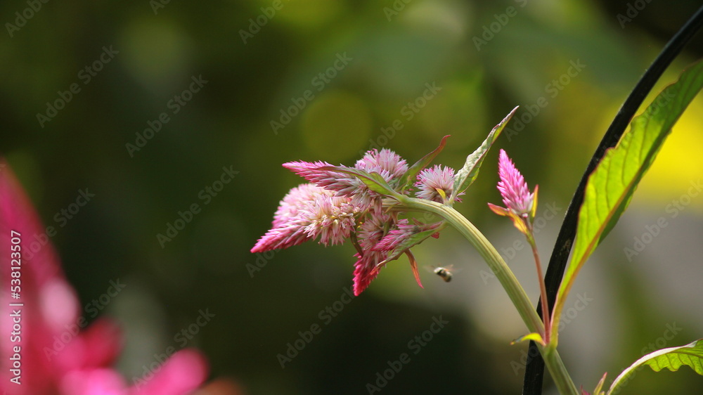 Plumed cockscomb Celosia flower natural in Garden Blur Background 