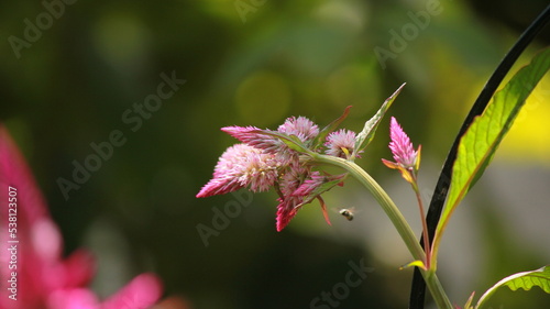 Plumed cockscomb Celosia flower natural in Garden Blur Background 