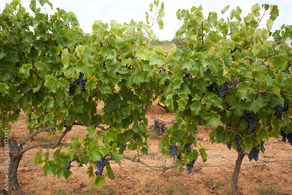 Vineyards with vines still green, in the region of Girona in Catalonia, Spain.