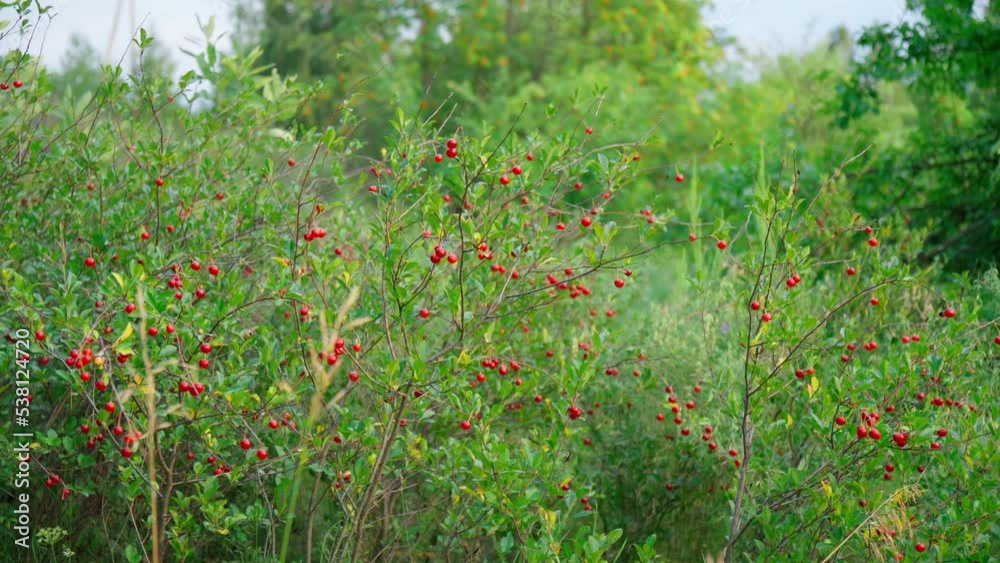 Ripe cherries on a tree branch. Cherries hang on a branch of a cherry tree. Cherry tree in the garden. Selective focus Ripe cherries on a tree branch. Cherries hang on a branch of a cherry tree. Cherry tree in the garden. Selective focus