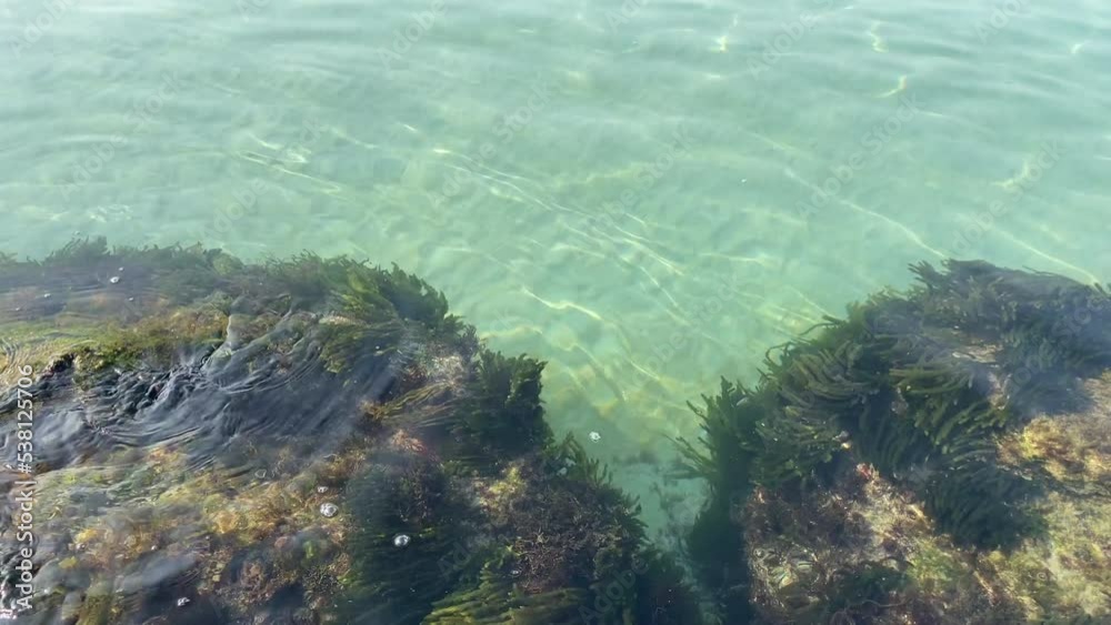 Algae growing on rock waving with water waves. Sea algae Cystoseira barbata in the coastal zone of the sea Algae growing on rock waving with water waves. Sea algae Cystoseira barbata in the coastal zone of the sea