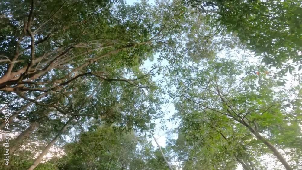 panoramic view of tropical rainforest trees from below. Giant green trees seen from below and seen on the sky, in the forest of ancient cedars on the road panoramic view of tropical rainforest trees from below. Giant green trees seen from below and seen on the sky, in the forest of ancient cedars on the road