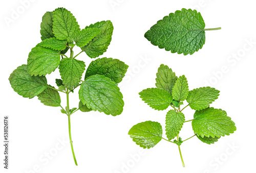 Fresh melissa leaves collection isolated on white background, top view. photo