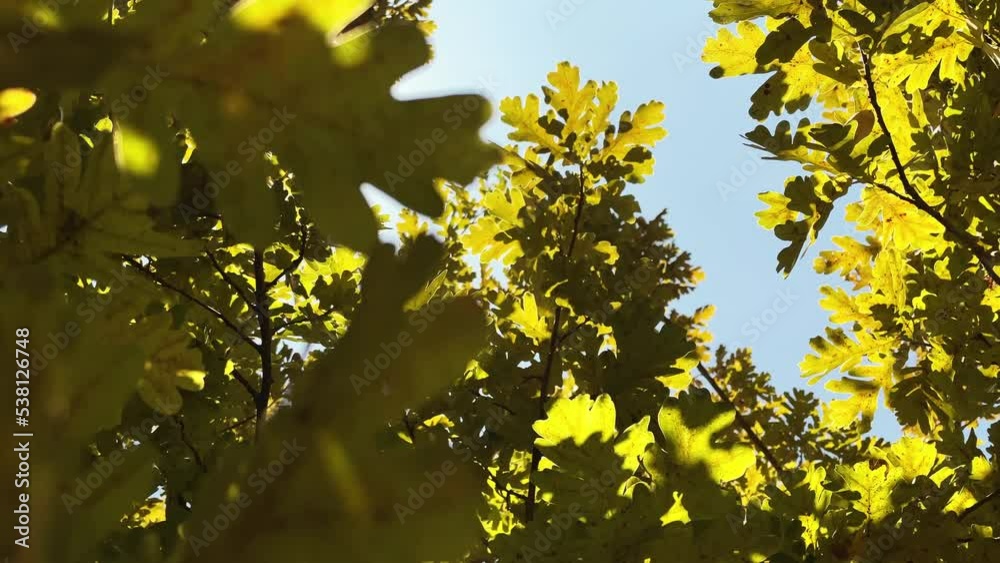 The rays of the sun through the green leaves of an oak tree against a blue sky. Natural background. Oak branches with leaves. Tree leaves in the wind, 4K footage The rays of the sun through the green leaves of an oak tree against a blue sky. Natural background. Oak branches with leaves. Tree leaves in the wind, 4K footage