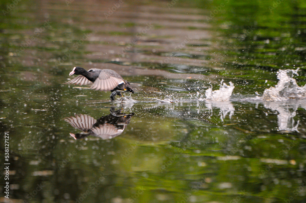 Fototapeta premium ducks on the lake 2022 in summer