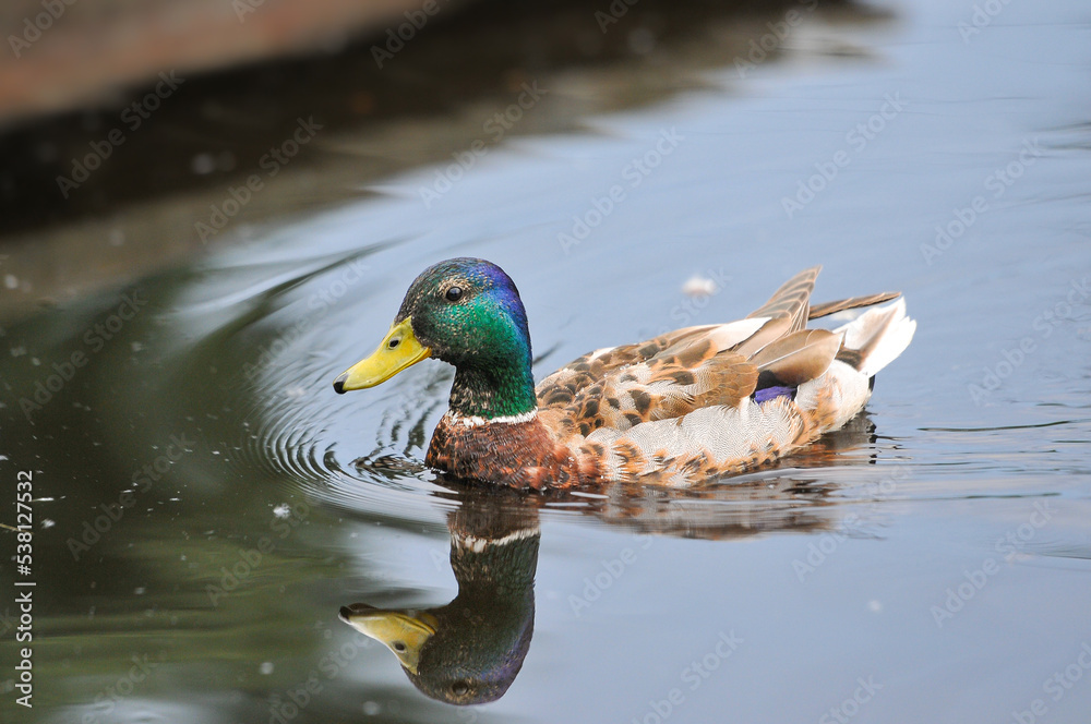 Fototapeta premium ducks on the lake 2022 in summer