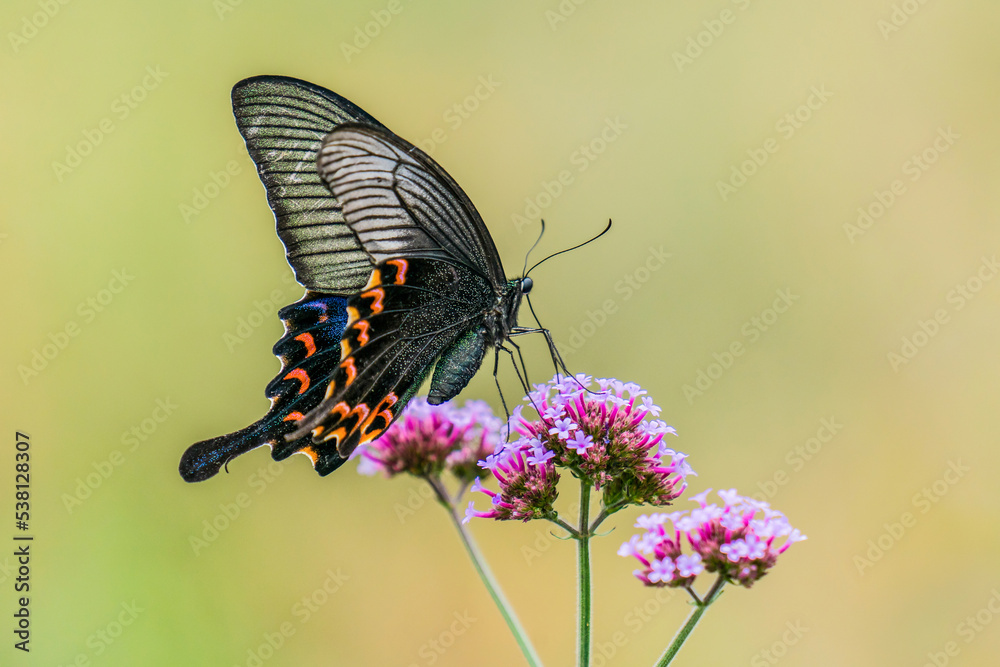 Naklejka premium butterfly on flower (Common Mormon)