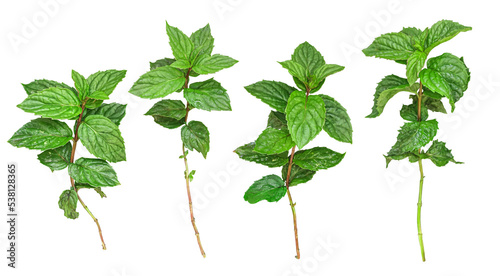 Fresh mint leaves collection isolated on white background, top view. photo