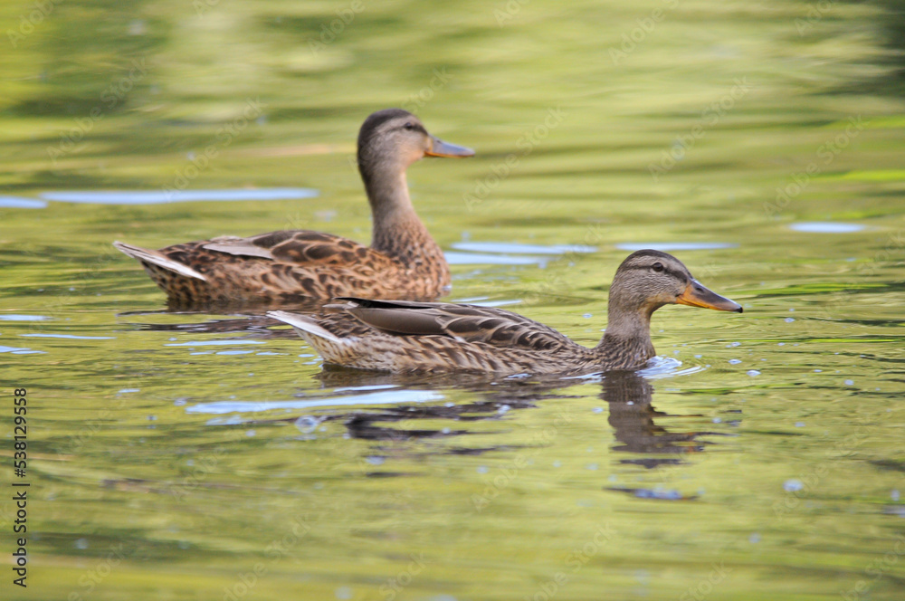 ducks on the lake 2022 in summer ducks on the lake 2022 in summer