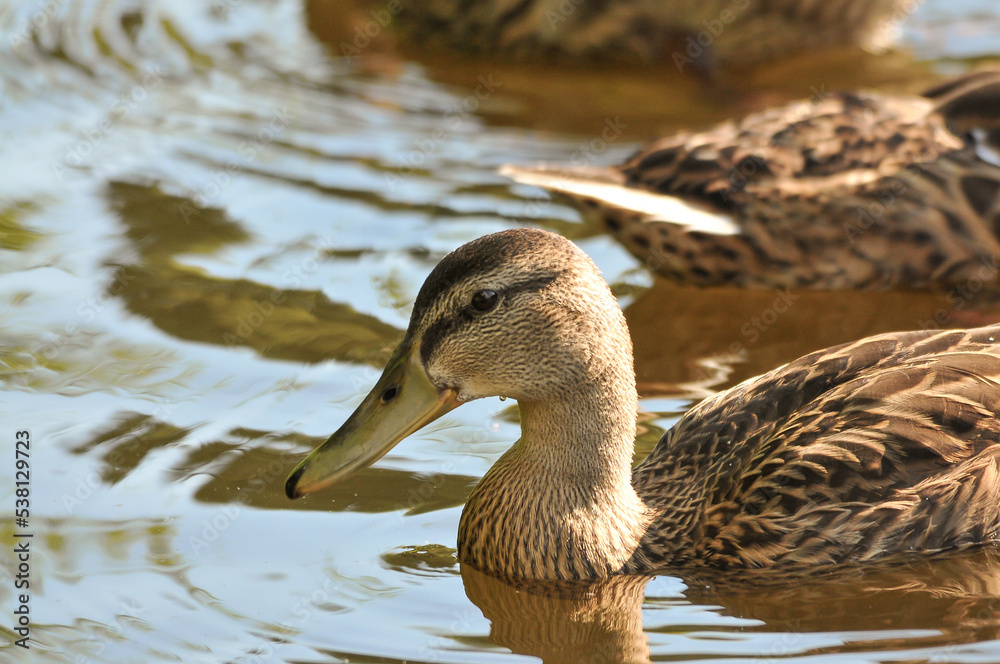 ducks on the lake 2022 in summer ducks on the lake 2022 in summer
