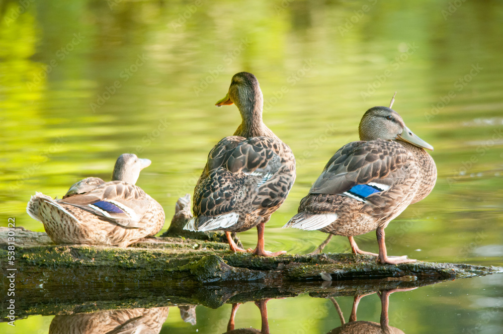 ducks on the lake 2022 in summer ducks on the lake 2022 in summer
