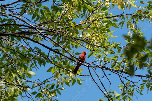 A Cardinal Perched In A Tree In Summer