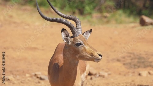 Impala ram licks his lips while looking around