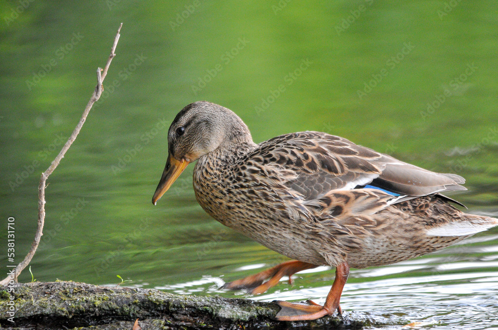 ducks on the lake 2022 in summer ducks on the lake 2022 in summer