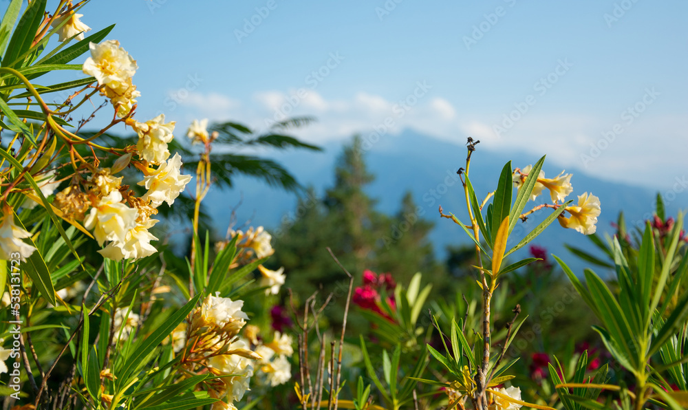 View of a flowers, mountains and beautiful landscape in the France