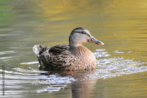 ducks on the lake 2022 in summer