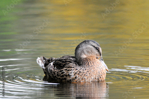 ducks on the lake 2022 in summer