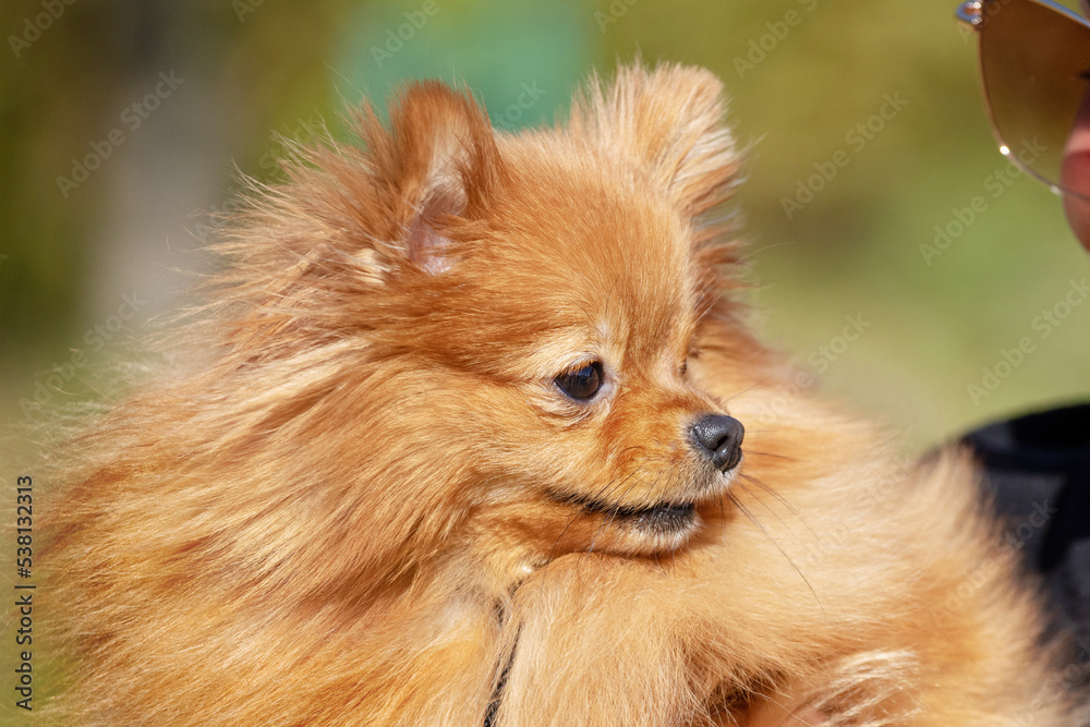 Dog of breed pomeranian spitz in the arms of his mistress